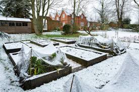 Winter Gardening